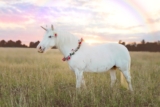 Meet the new European unicorns of 2026